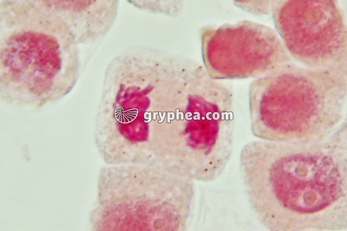 Mitose cellules de racine d'Ail - Télophase x800 - gryphea.com